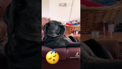 I was watching i swear…#shorts #tiktokvideos #trendingvideos #doglover #dogsoftiktok #dogvideos #fyp