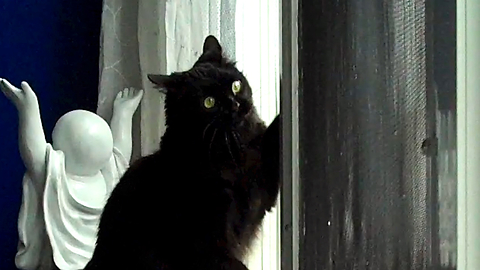 Cats go crazy watching snow, try to catch snowflakes
