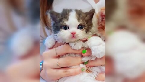 cute kittens - funny cute baby cats funny moments - 2021 - HD