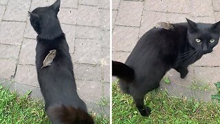 Cat Discovers Mouse Chilling On Its Back