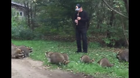 Man Summons Over 20 Raccoons With Flute