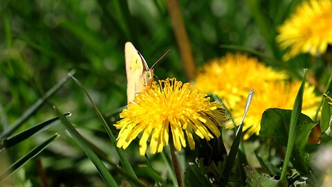 Clouded Yellow Butterfly Pollinating Dandelions