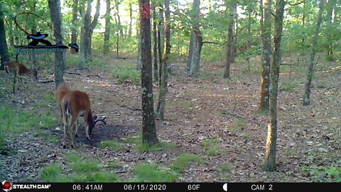 Whitetail Deer hunting New Jersey Trail Cam video for 6 16