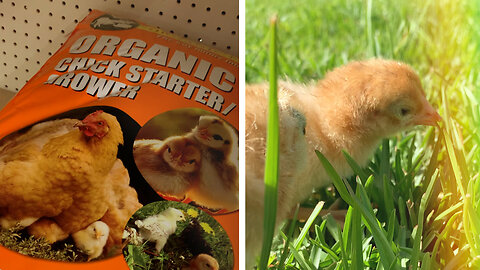 Which Is Better for Your Chickens, Foraging or Feed?