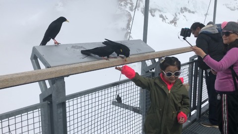 Little girl fearlessly feeds birds in the Swiss Alps