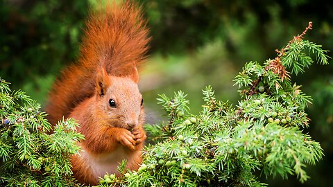 Compilation of the cutest squirrels in the world # Wildlife #