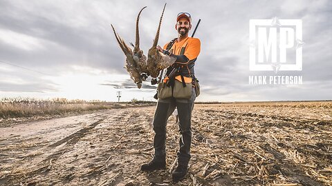 Limits of Pheasants In Nebraska | Mark V. Peterson Hunting