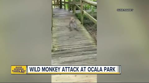 Family attacked by wild monkeys at Florida's Silver Springs State Park