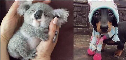 Cute baby animals Videos Compilation cute moment of the animals - Cutest Animals..