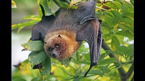 The Mystical World of Bats : Superstitions, Symbolism, and Surprising Facts