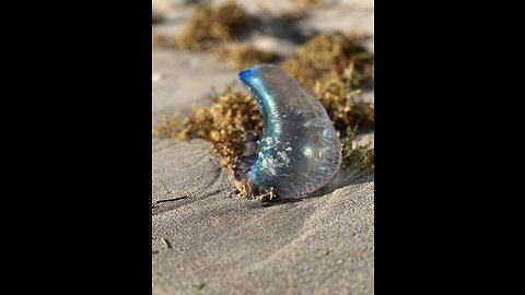What is a Portuguese Man o' War? Can you touch a Man O War? What happens if you pop a man o war?