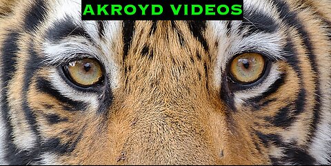 (AKROYD VIDEOS) SURVIVOR - EYE OF THE TIGER