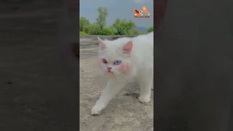 beautiful cat with white color and shining eyes #cats #adorablecats #Petsandwild