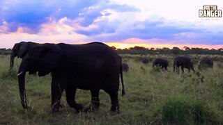 Iconic Africa | Elephant Herd Surround The Vehicle At Sunset (Introduced By Shaun Roselt)