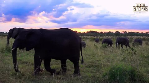 Iconic Africa | Elephant Herd Surround The Vehicle At Sunset (Introduced By Shaun Roselt)