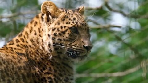 Animais Selvagens ataques de animais selvagens incríveis