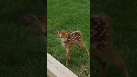 Cute baby Deer