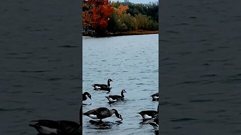 Canada Geese at Little Lake Park, ON #canada