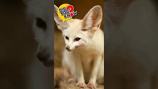Why do Fennec Foxes have large ears? Find out here! #animalfacts #shorts #fennecfox