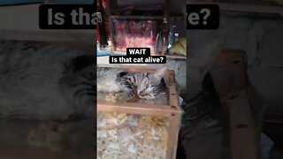 Is that cat alive? #philippines