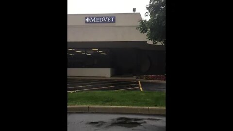 June 5, 2019 - Bonnie Blue waiting to go in for her cancer Consultation at MedVet-Columbus