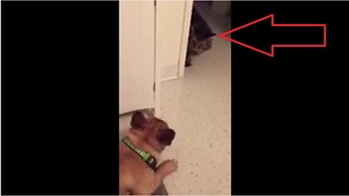Excited French Bulldog tries to play with grumpy cat