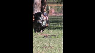 Turkey hunting