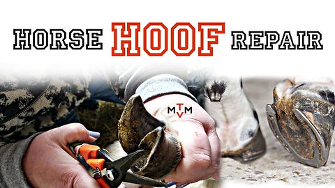 Horse hoof repair🐎