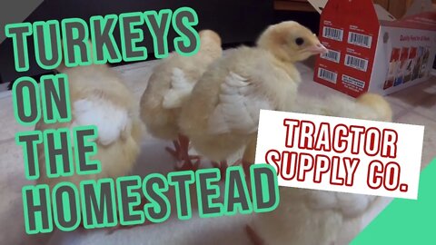 Adding White Turkeys to the Homestead ||Tractor Supply Co.||