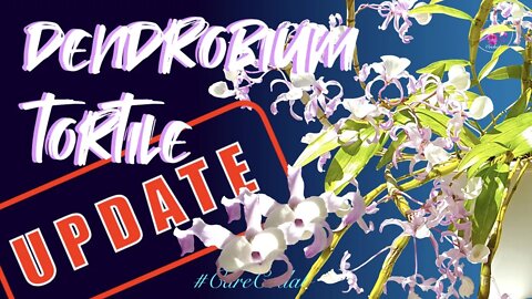 Dendrobium tortile UPDATE | Beast Mode Bloom Extravaganza in Leca & Self watering #CareCollab