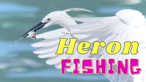 White Heron birds fishing | Egret fishing | Fishing