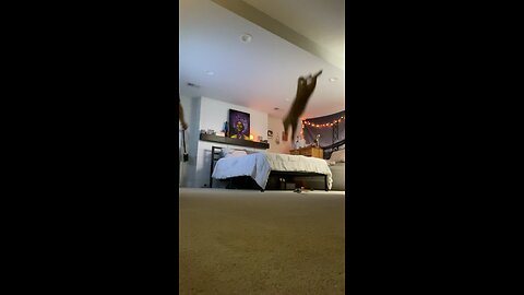 Cat does FULL 360 flip jump