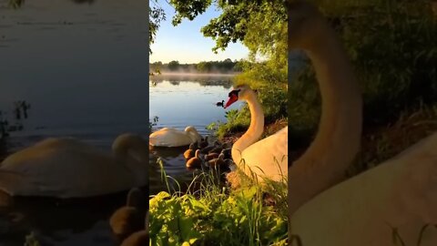 КАКИЕ ЖЕ ОНИ ВСЕТАКИ КРАСИВЫЕ!! / ЛЕБЕДИ / white swans #NatureShortsVideo