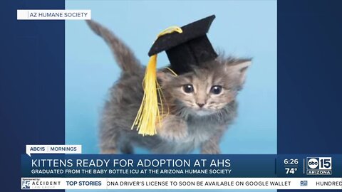 Hundreds of kittens going up for adoption soon at Arizona Humane Society