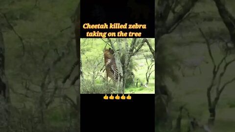 Cheetah killed Zebra & taking on the tree 2022 🌲#shorts #youtubeshorts #shortvideo