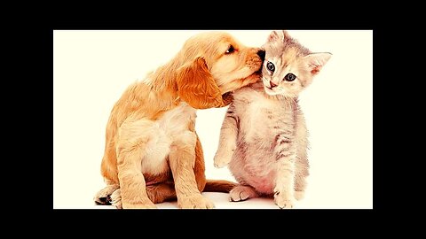 Cute Baby Animals Compilation Cute and Funny Animal Videos