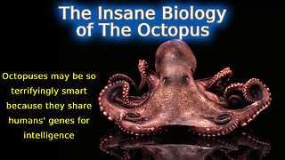 The Insane Biology of The Octopus