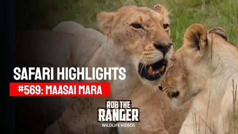 Safari Highlights #569: 16 & 17 October 2020 | Maasai Mara/Zebra Plains | Latest Wildlife Sightings