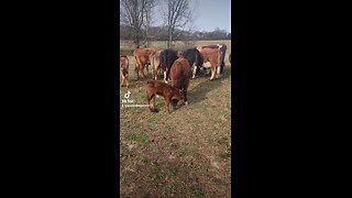 Baby bull calf with big brother.