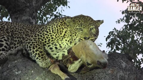 Observing The Strength, Beauty, And Grace Of A Feeding Leopard | Raw Africa