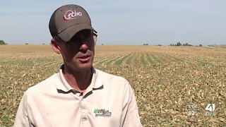 Kansas farmer reports crops doing well despite drought conditions