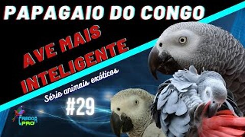 Papagaio do Congo