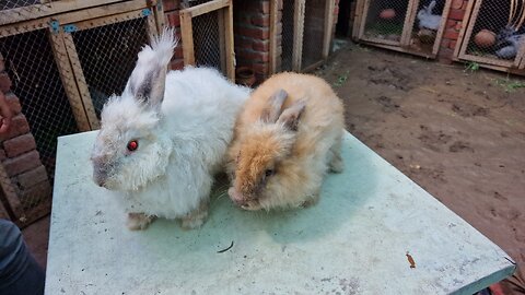 Whiskers and Hops: A Delightful Rabbit Adventure!