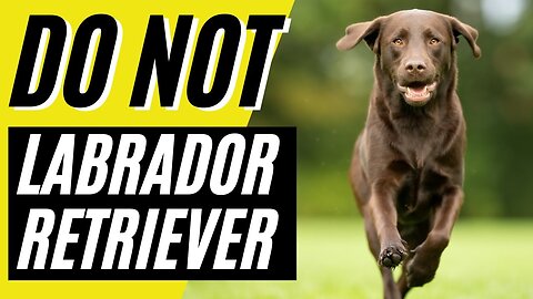 Why People HATE Labrador Retrievers