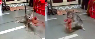 Adorable Kitten Love Ro Play With Comfort Toy