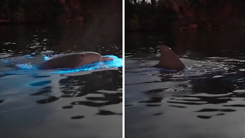 Have You Ever Seen A Dolphin Chase Its Dinner Through Bioluminescence?