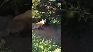 Two baby fox brothers 🦊