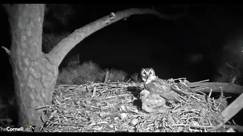 Breakfast Is Now Being Served 🦉 3/18/22 04:32