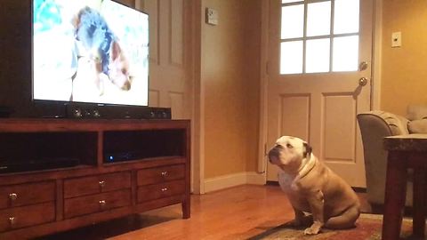 Bulldog Has Strange Reaction To Specific Puppy On TV