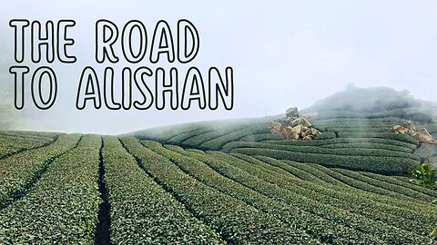 We Found Deer and Tea Fields! | The Road to Alishan, Taiwan